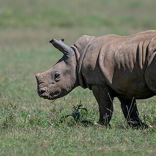 Solio - Young white rhino